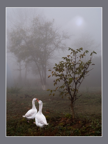 796 - EARLY IN THE MORNING - DYADKOV VLADIMIR - russian federation.jpg
